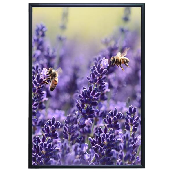 Aluminum Snap Frame for Poster 24 x 36 Inches, Front Open & Wall Mounted Style,Color Black